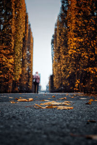 Surface level of street amidst trees in city