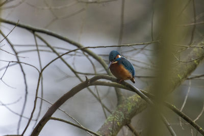 Close-up of bird perching on branch