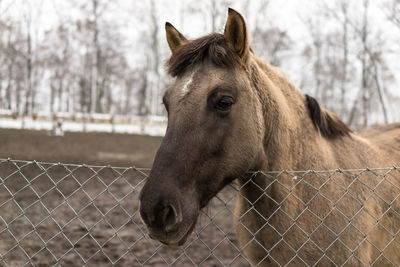 Close-up of horse standing against sky