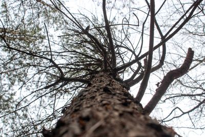 Low angle view of bare tree against sky