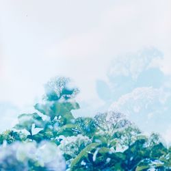 Low angle view of flowering plant against sky