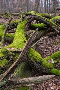 Close-up of tree