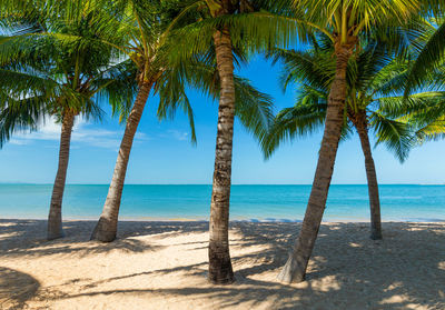 Palm trees on beach against sky