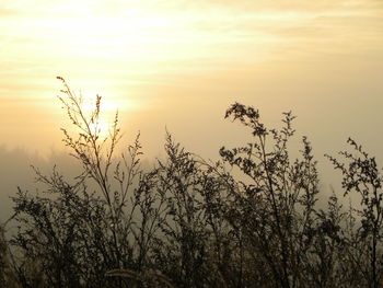 Low angle view of silhouette plants against sky during sunset
