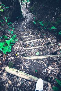 Plants growing on footpath