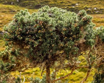 Close-up of pine tree growing outdoors