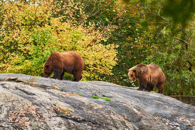 Brown grizzly bears are roaming the rock hill in their sizable enclosure at the bronx zoo