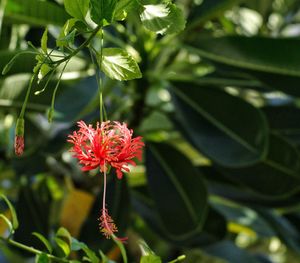 Close-up of flower blooming outdoors