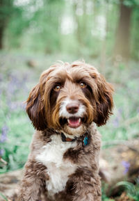 Portrait of dog sitting outdoors