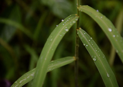 Close-up of raindrops on grass