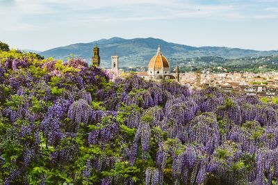 Purple flowering plants by buildings against sky - florence historic center view from villa bardini