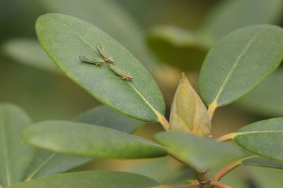 Close-up of insect on plant