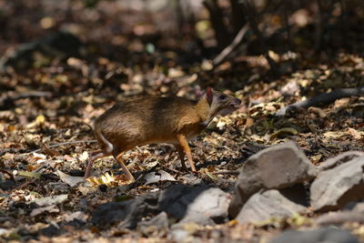 View of lizard on land