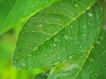 Close-up of wet leaves