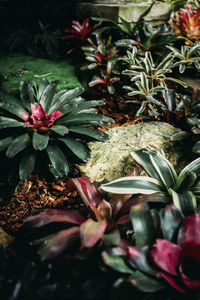 High angle view of flowering plant