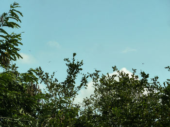 Low angle view of trees against blue sky