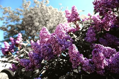 Low angle view of pink flowers on tree