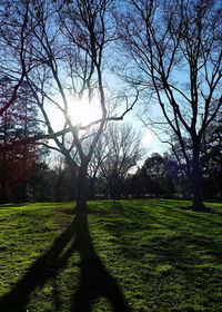 Bare trees on field against sky