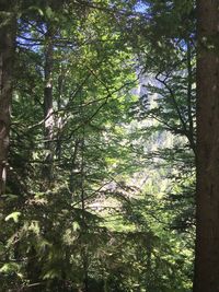 Low angle view of trees in forest