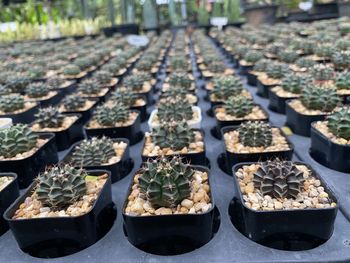 High angle view of potted plants in greenhouse