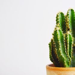 Close-up of cactus plant against white background