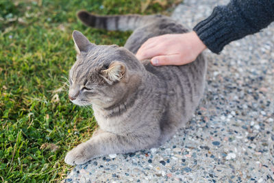 Full length of hand holding cat