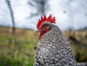 Close-up of rooster