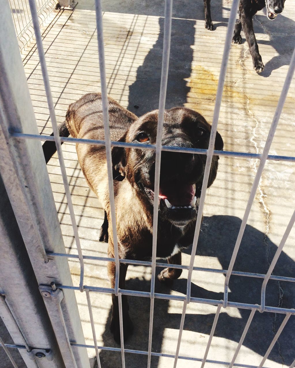 animal themes, one animal, domestic animals, pets, mammal, dog, animals in captivity, cage, standing, selective focus, animal, peeking, zoology, curiosity, domestic cat, day, animal head, no people, snout, loyalty