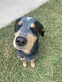 Close-up portrait of a dog on field