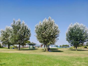 Trees on field against clear blue sky