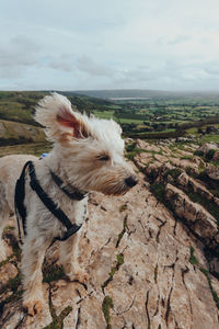 Cute white dog with ears flying in the wind on top of the crook peak in mendip hills, england, uk.