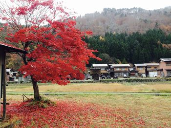Trees and houses on field during autumn