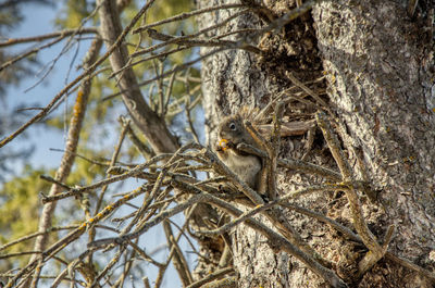 View of bird perching on tree