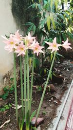 Close-up of flowers blooming outdoors