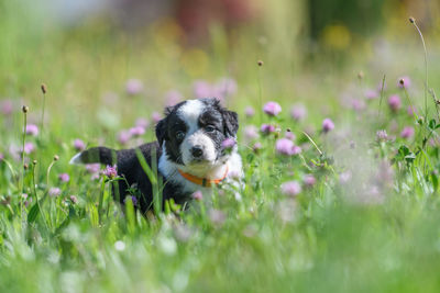 Dog on field