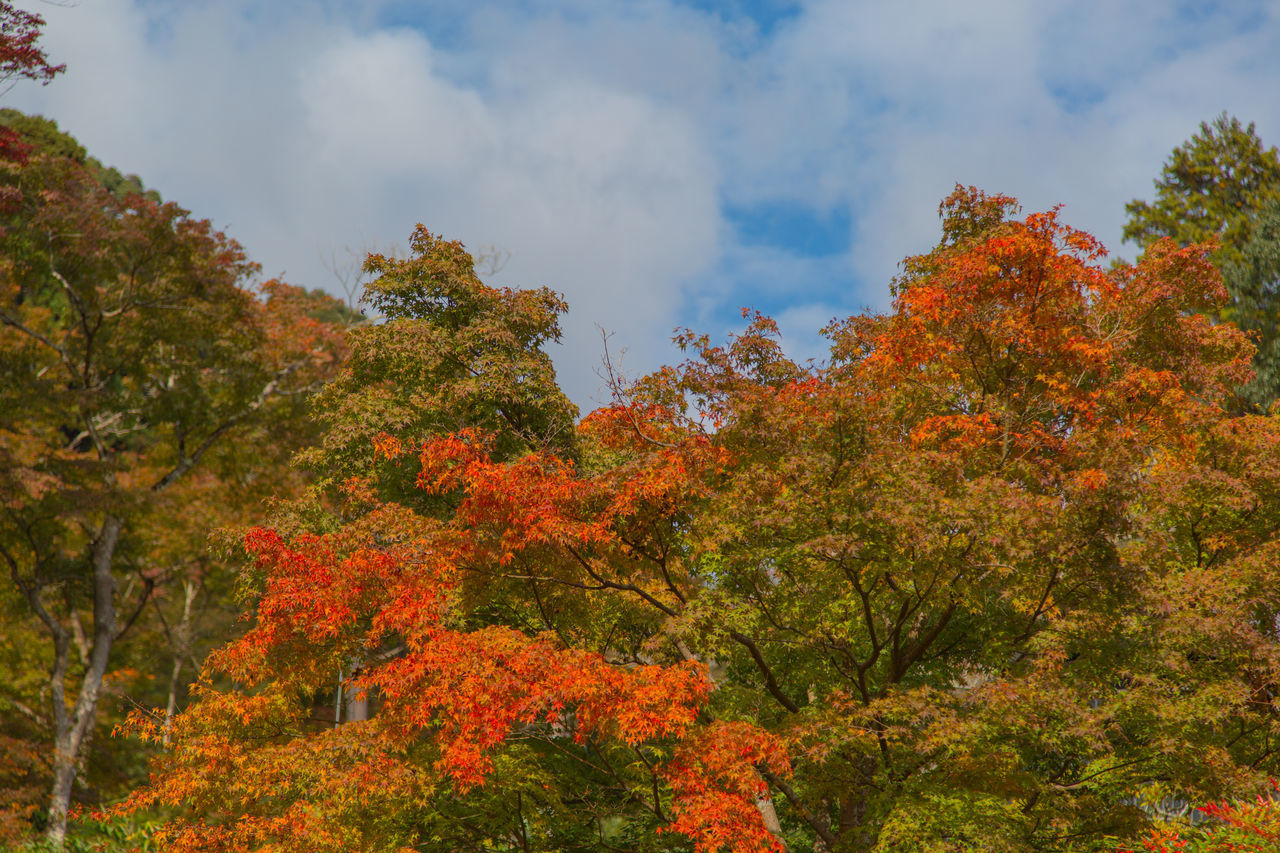 LOW ANGLE VIEW OF TREES AND PLANTS DURING AUTUMN