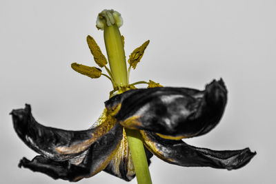 Close-up of wilted flowers against white background