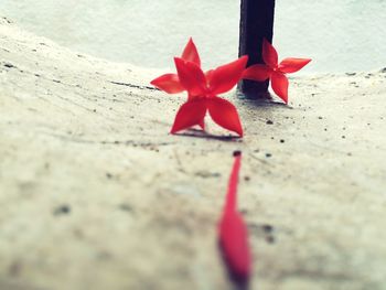 Close-up of red maple leaf