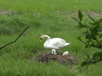 Ducks on grassy field