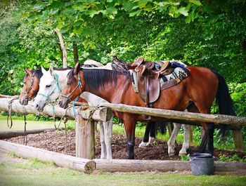 Horse standing in ranch