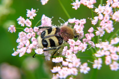 Close-up of bee pollinating on pink flower