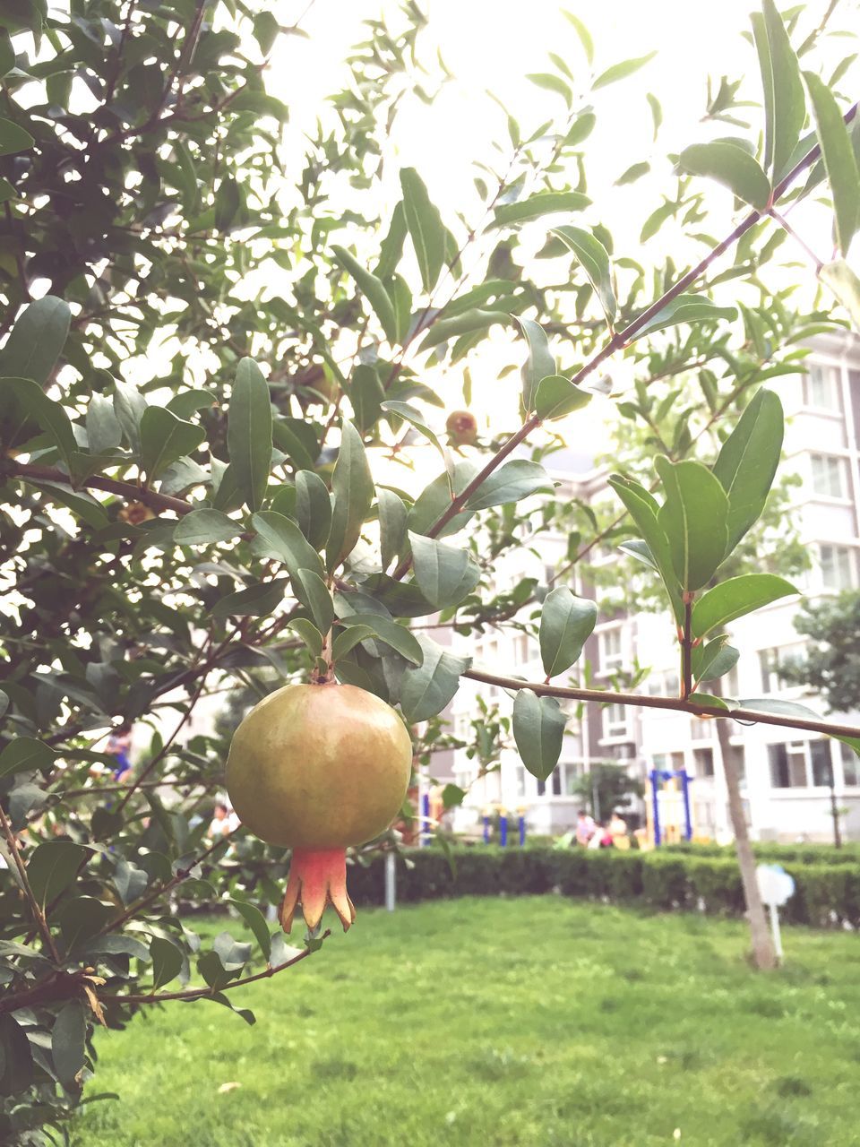 tree, growth, food and drink, branch, freshness, green color, fruit, building exterior, leaf, nature, built structure, day, front or back yard, hanging, grass, food, plant, architecture, outdoors, sunlight