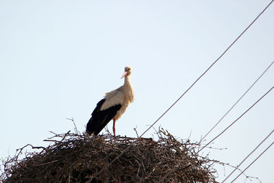 Low angle view of bird perching on nest against sky