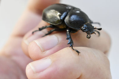 Close-up of insect on hand