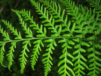 Full frame shot of fern