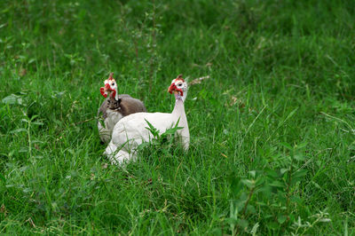 Ducks on grassy field