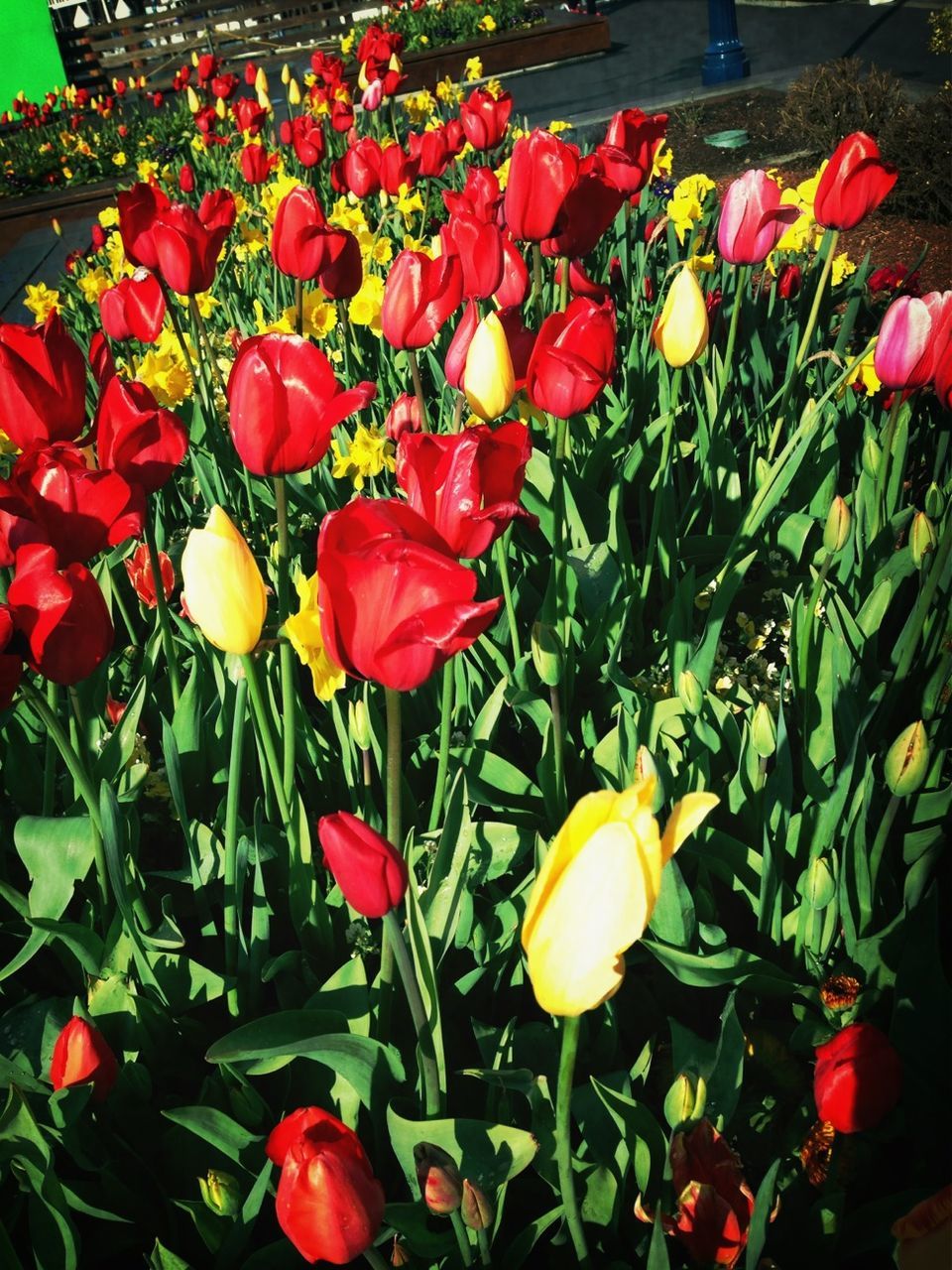 flower, freshness, tulip, red, growth, fragility, petal, beauty in nature, plant, field, nature, blooming, flower head, flowerbed, abundance, multi colored, high angle view, green color, poppy, yellow