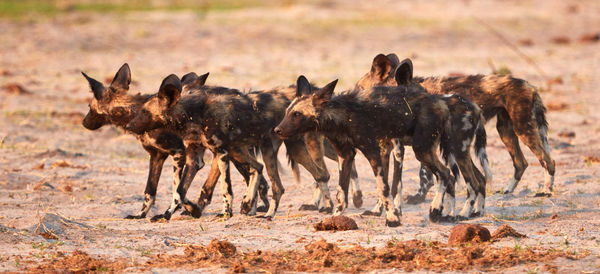 Pack of wild dog puppies