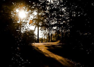 Sun shining through trees