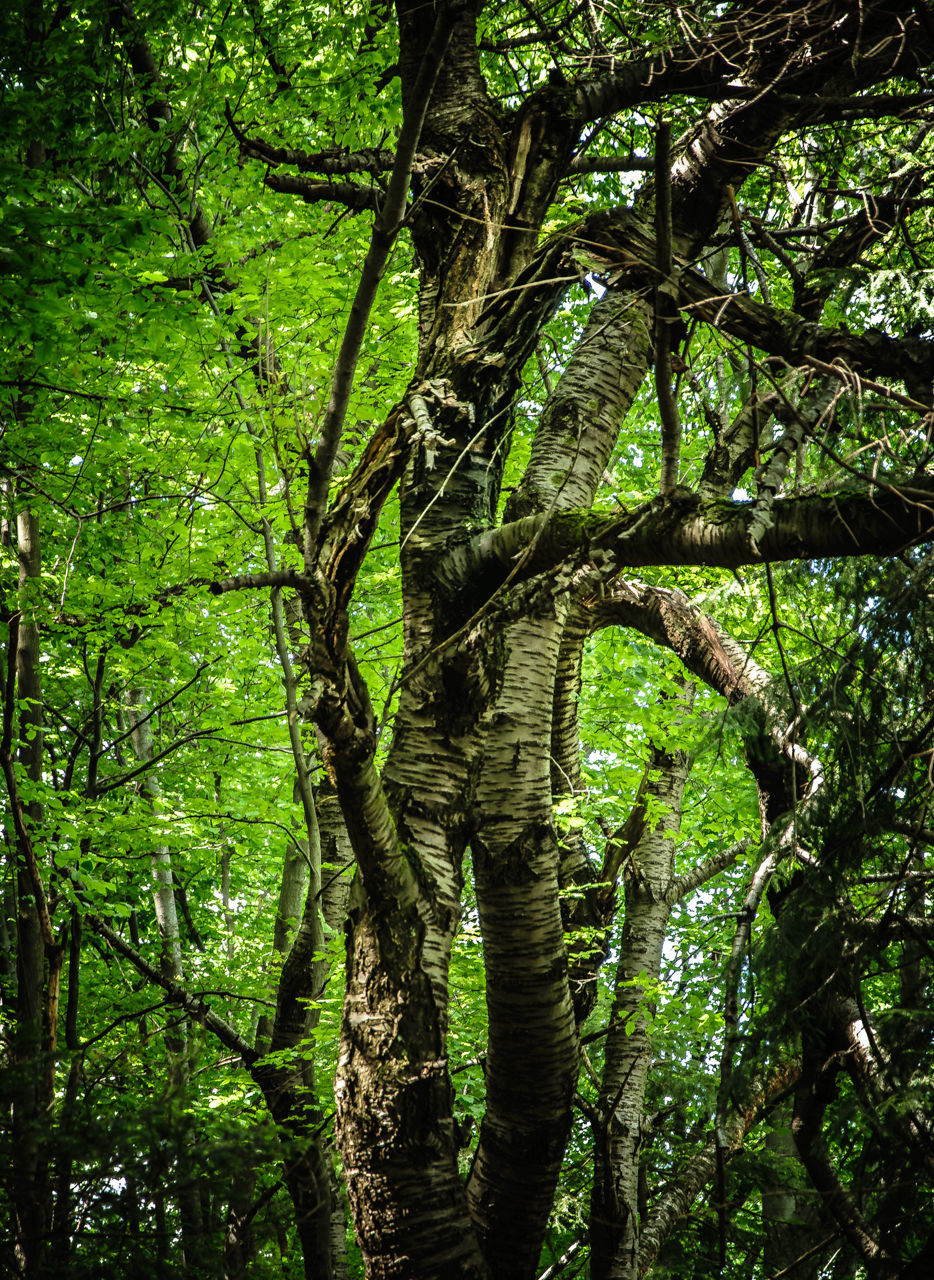 TREE IN FOREST